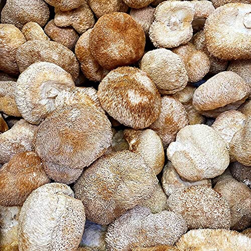 Dried Lion's Mane Mushroom (1lb) K66474