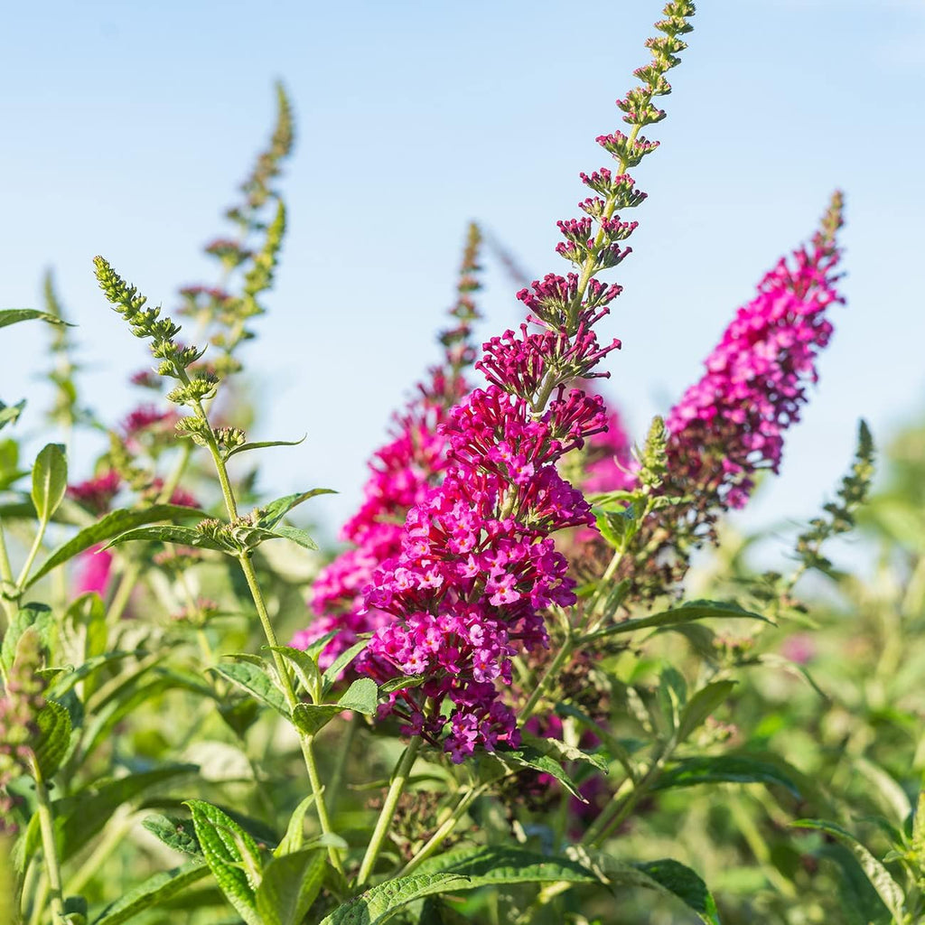 3 Gallon Butterfly Bush B779