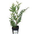 Green Giant Arborvitae Shrub Z857