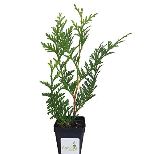 Green Giant Arborvitae Shrub Z857