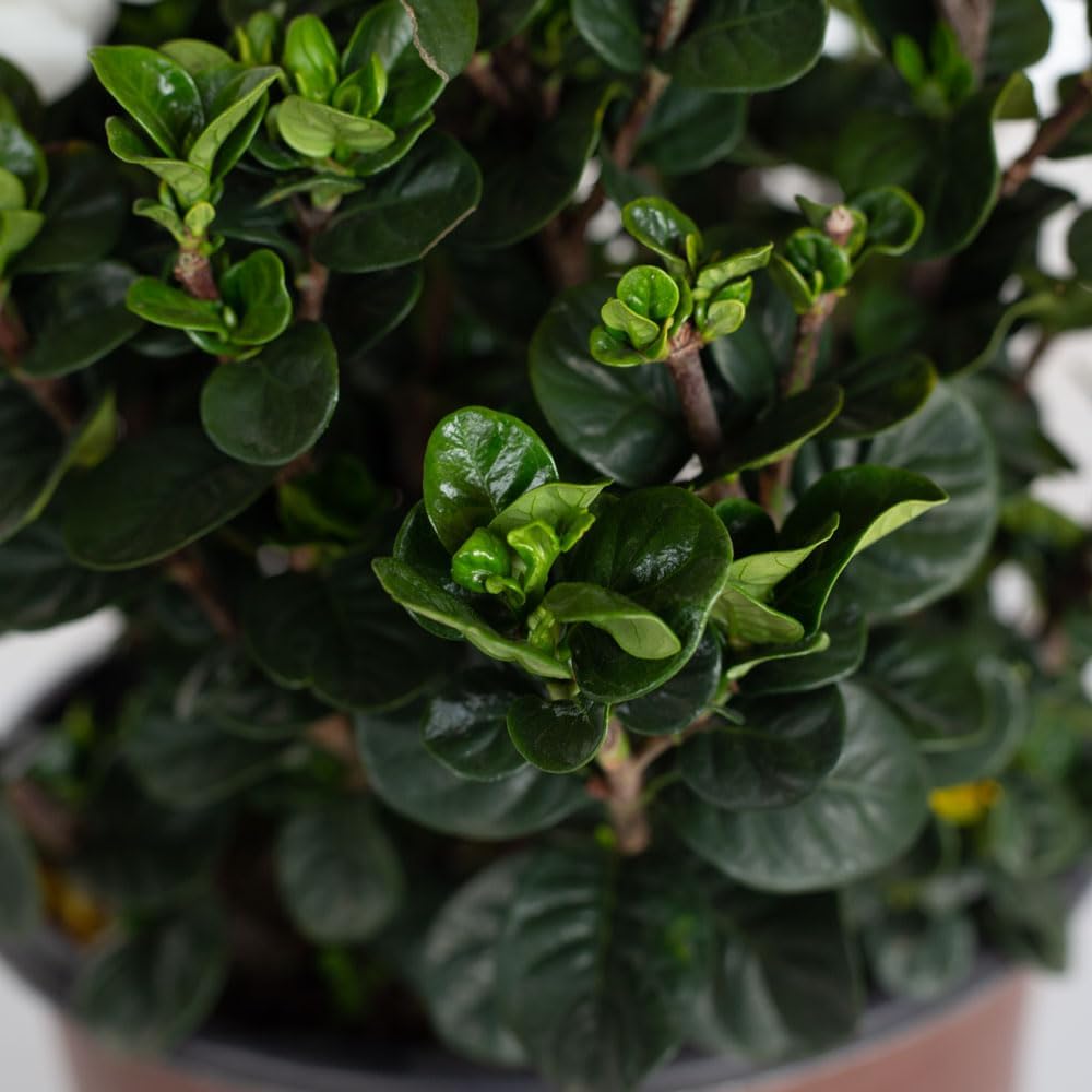 2.5 Quart White Gardenia O680
