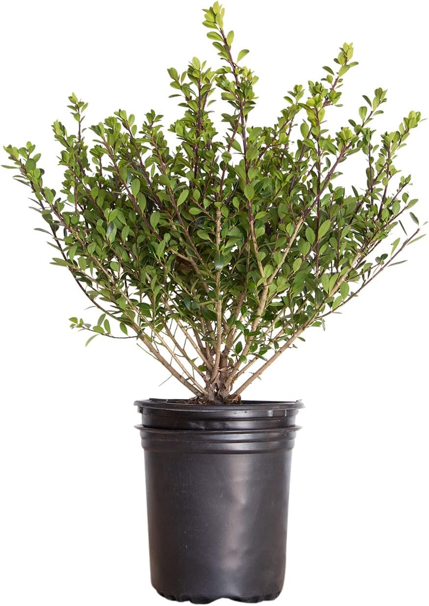 Compacta Japanese Holly Ilex (2.5 Quart) Live Evergreen Landscaping Shrub H217285