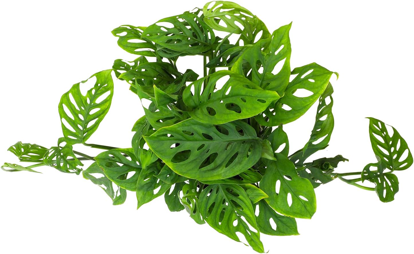 Swiss Cheese Monstera Adansonii Live Plant Hanging Basket R5904
