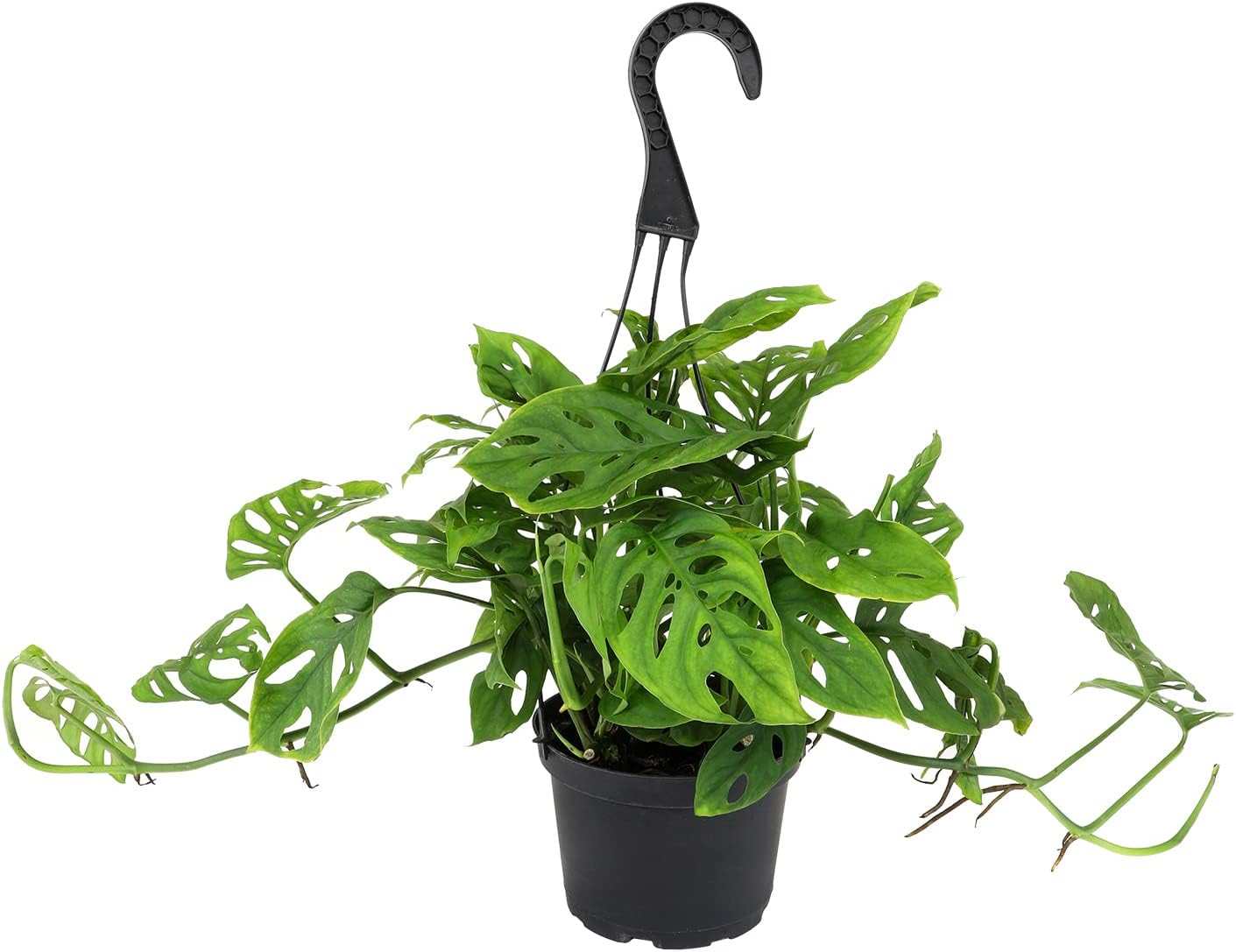 Swiss Cheese Monstera Adansonii Live Plant Hanging Basket R5904