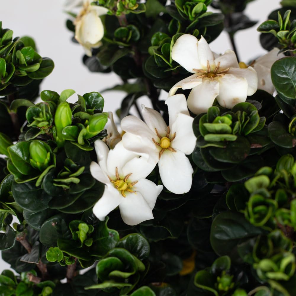 2.5 Quart White Gardenia O680