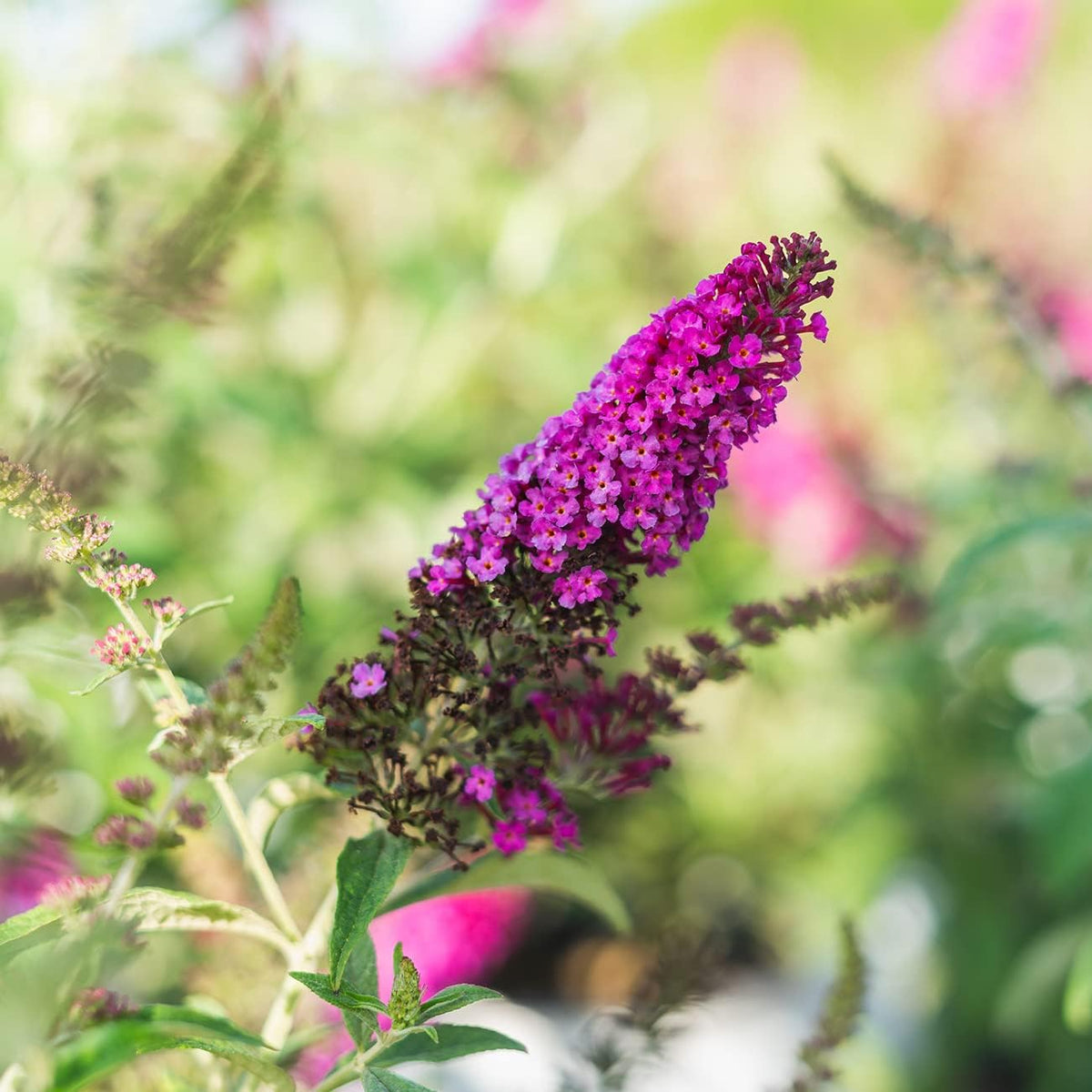 3 Gallon Butterfly Bush B779