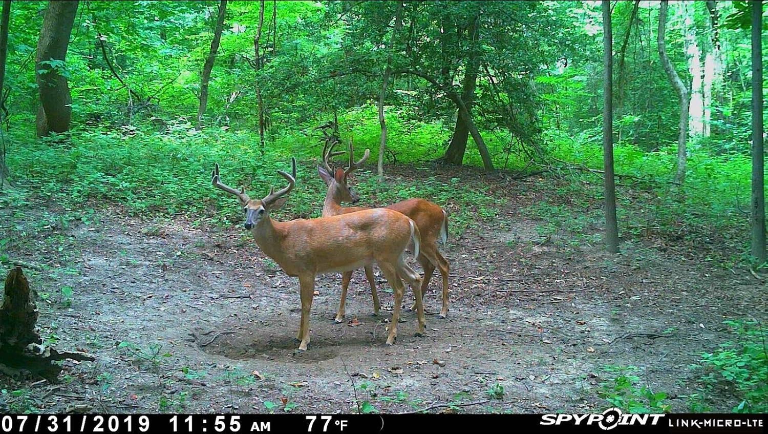 Cellular Trail Camera Twin Pack with Two SD Cards and Two Steel Cases A265