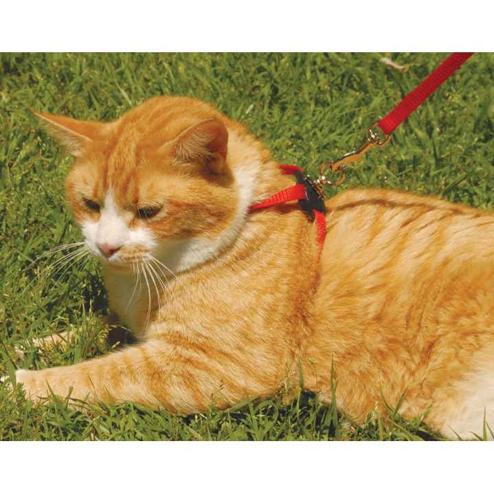 Adjustable Cat Harness C8865