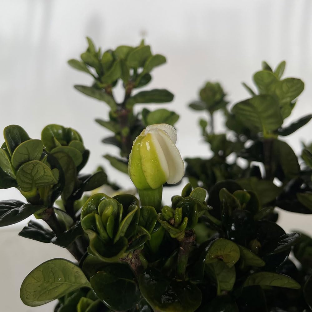 2.5 Quart White Gardenia O680