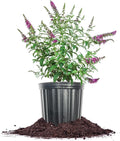 3 Gallon Butterfly Bush B779