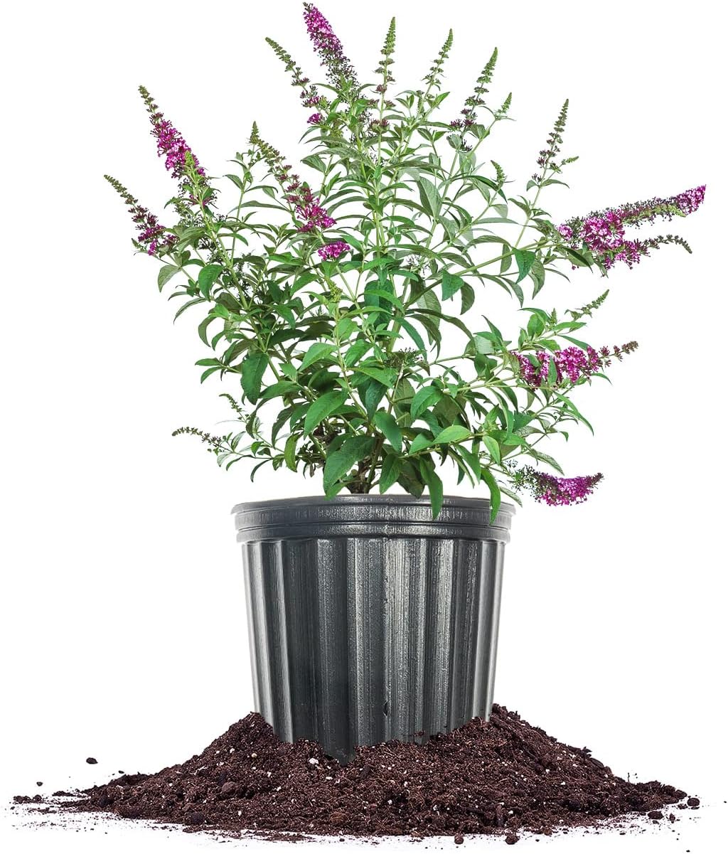3 Gallon Butterfly Bush B779