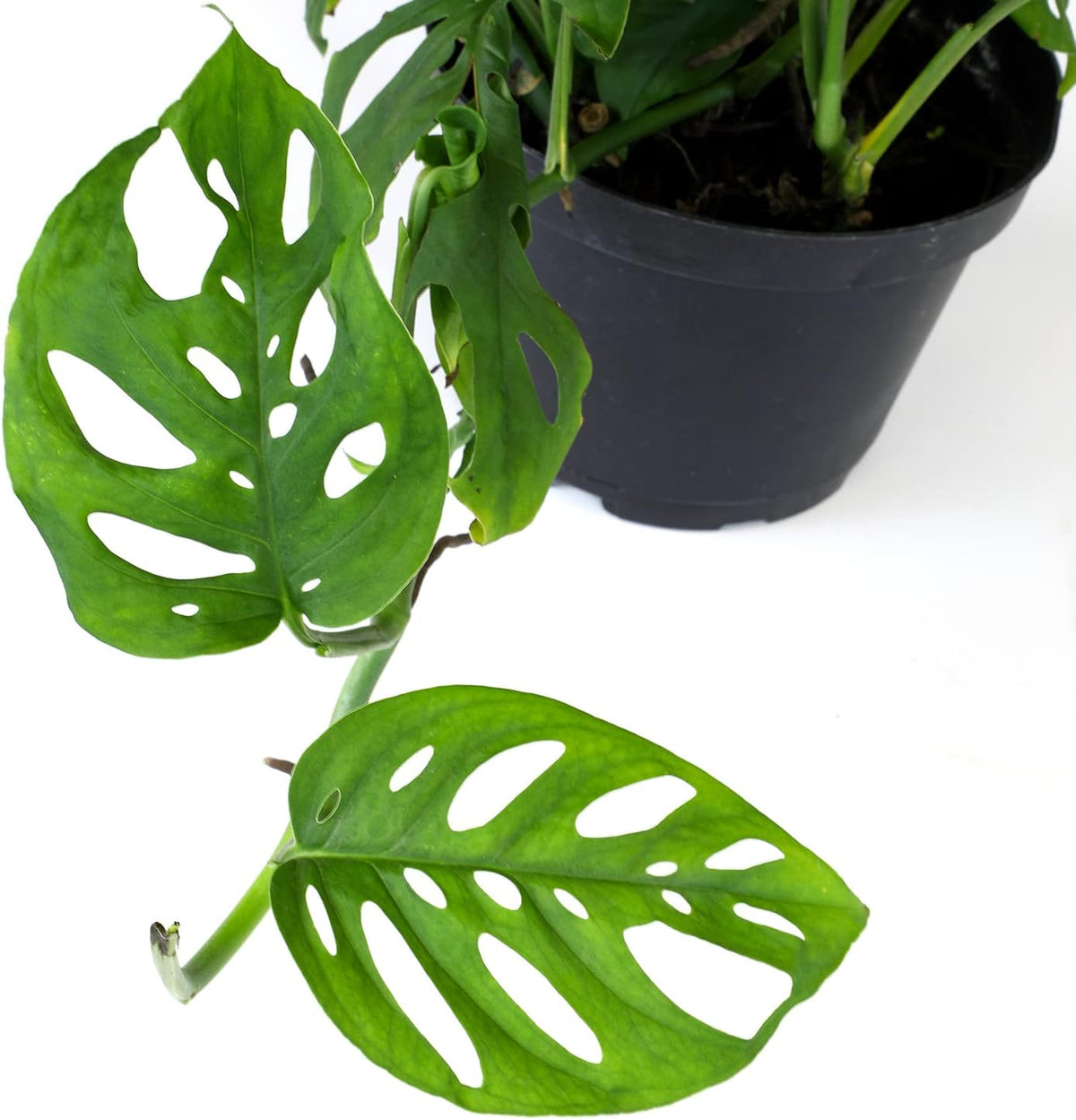 Swiss Cheese Monstera Adansonii Live Plant Hanging Basket R5904