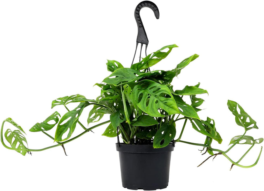 Swiss Cheese Monstera Adansonii Live Plant Hanging Basket R5904