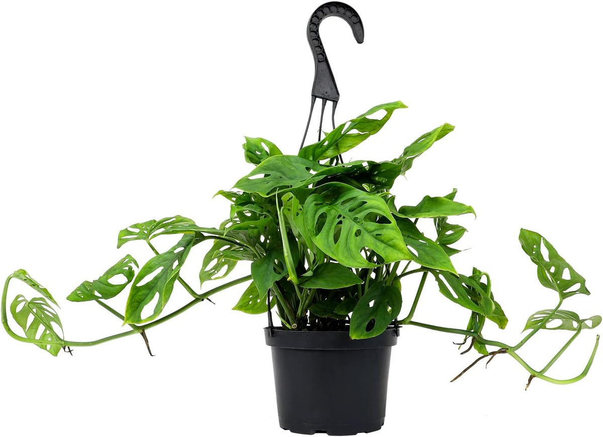 Swiss Cheese Monstera Adansonii Live Plant Hanging Basket R5904