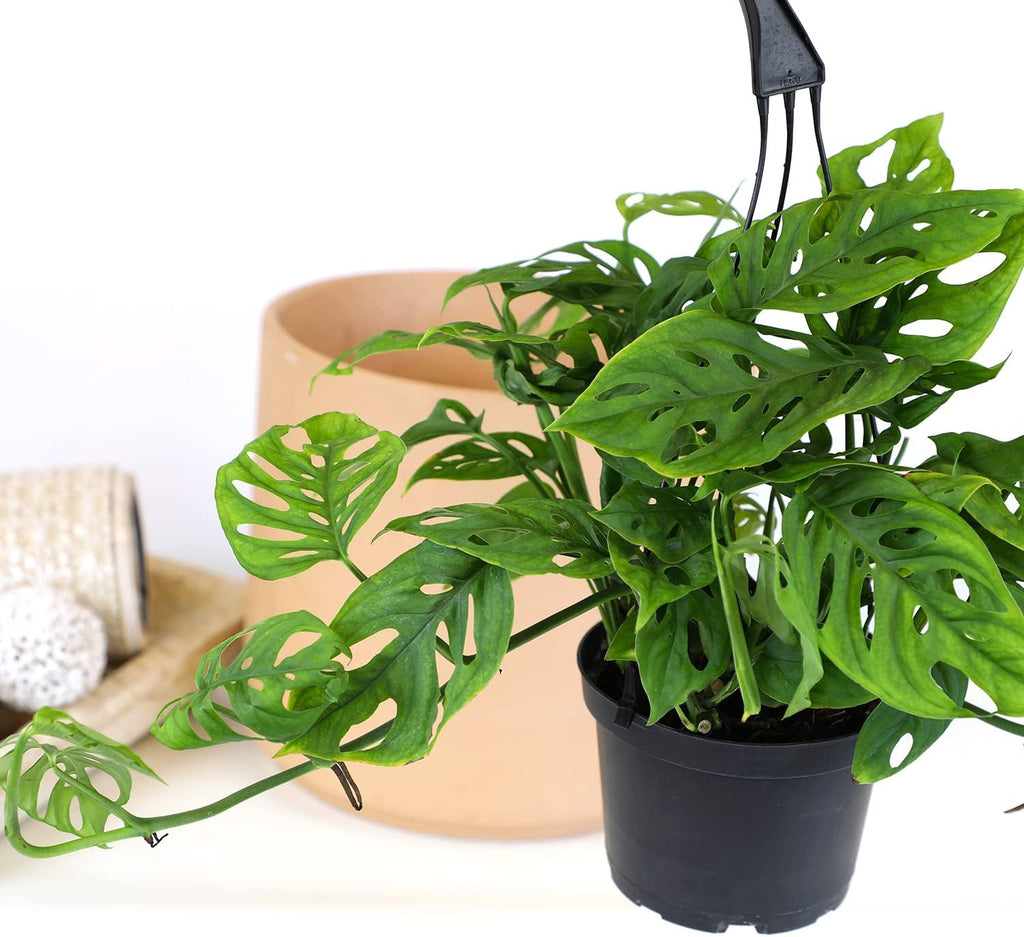 Swiss Cheese Monstera Adansonii Live Plant Hanging Basket R5904