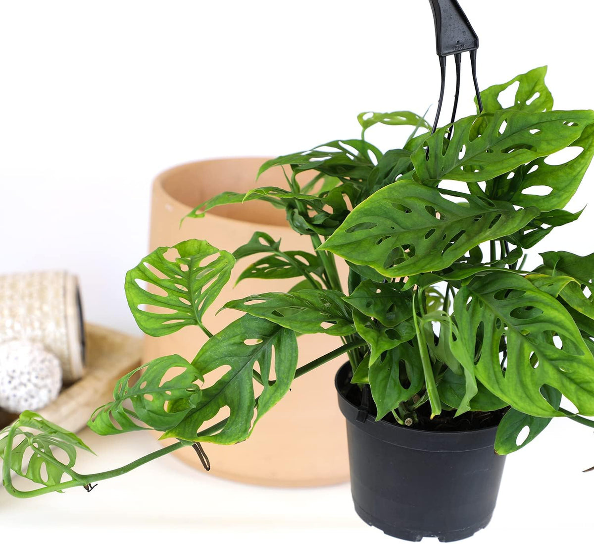 Swiss Cheese Monstera Adansonii Live Plant Hanging Basket R5904