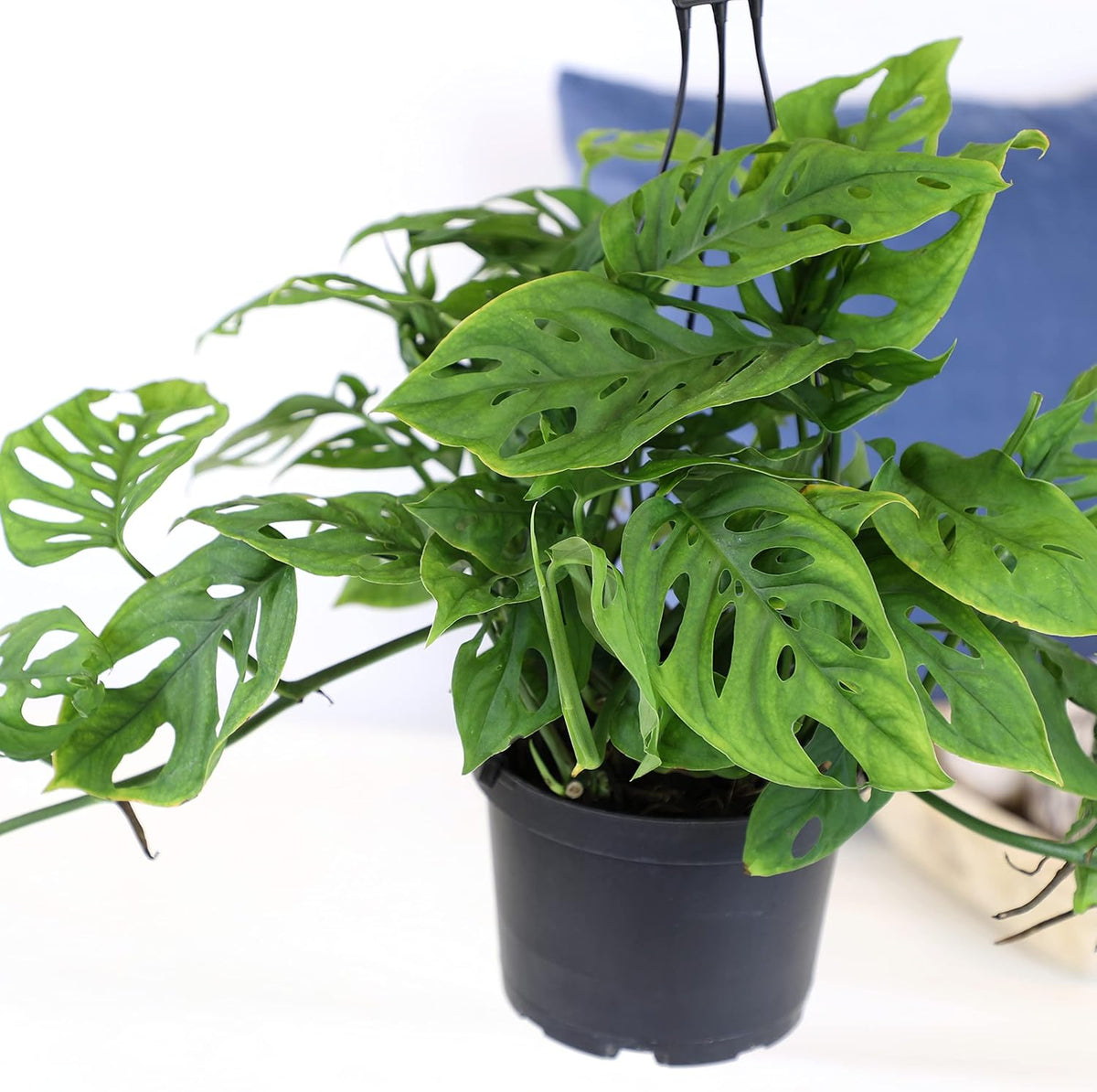 Swiss Cheese Monstera Adansonii Live Plant Hanging Basket R5904
