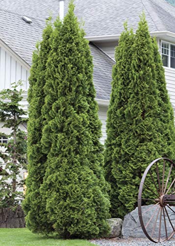 Green Giant Arborvitae Shrub Z857