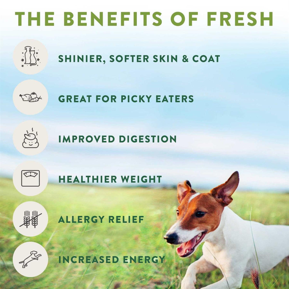 Freshpet Select Dog Food Tender Chicken Recipe I461