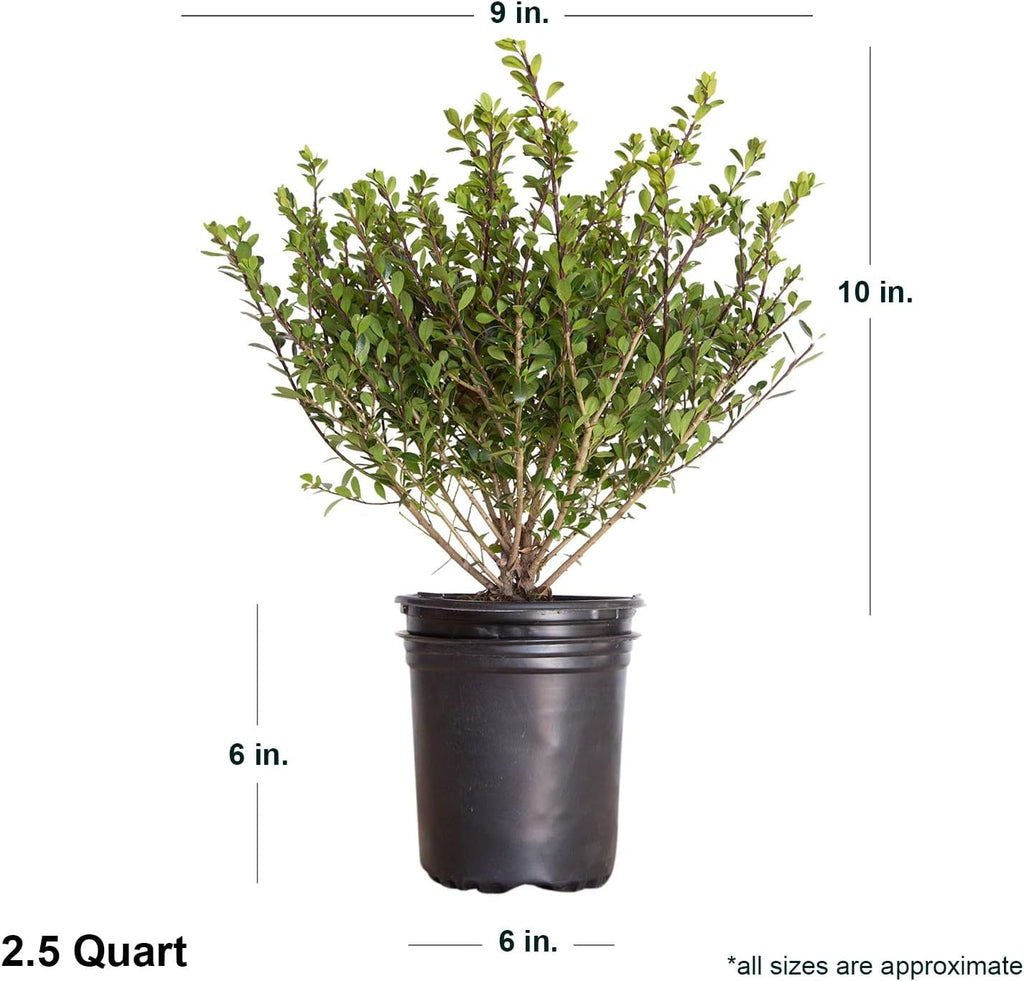 Compacta Japanese Holly Ilex (2.5 Quart) Live Evergreen Landscaping Shrub H217285