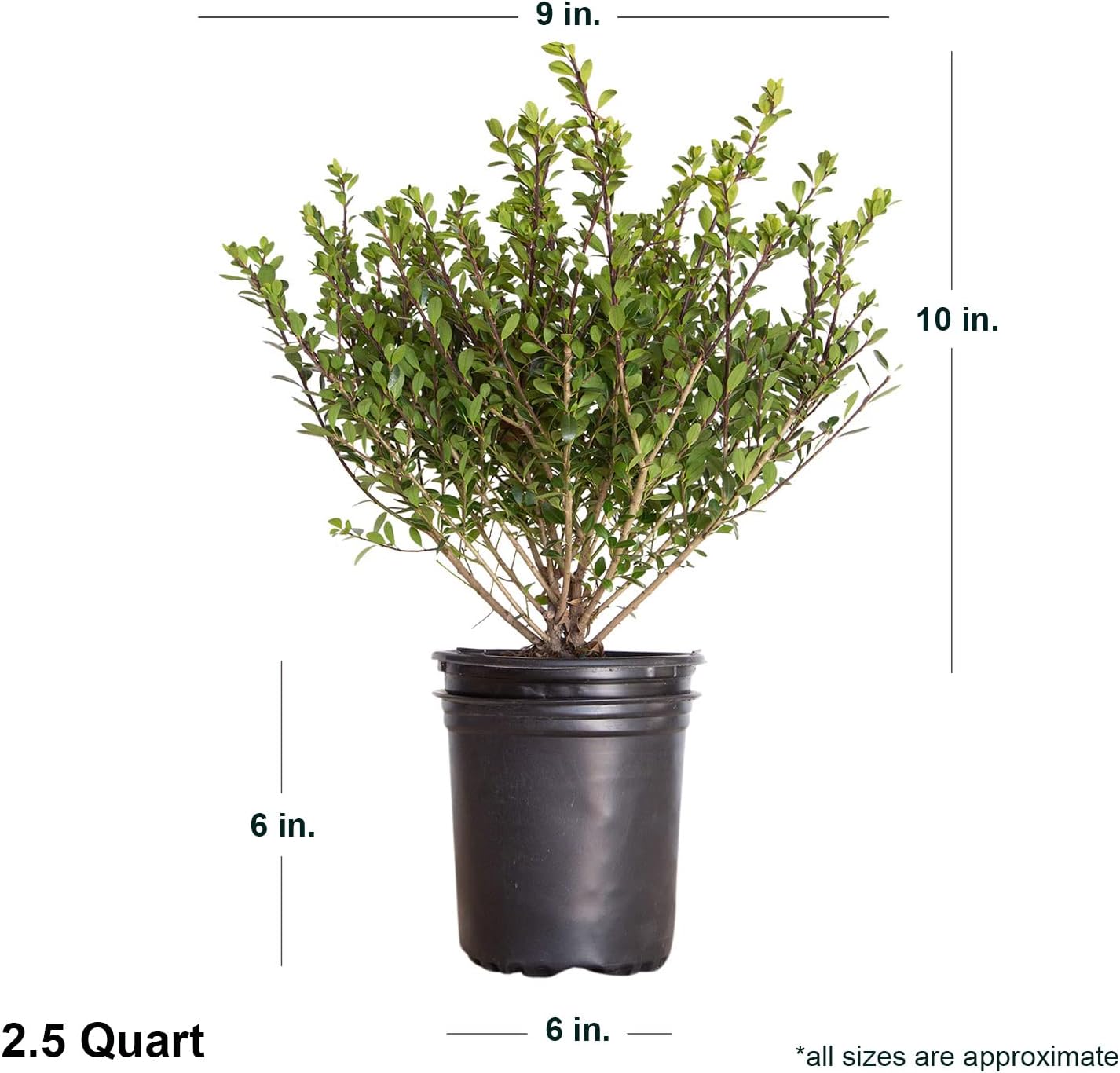 Compacta Japanese Holly Ilex (2.5 Quart) Live Evergreen Landscaping Shrub H217285