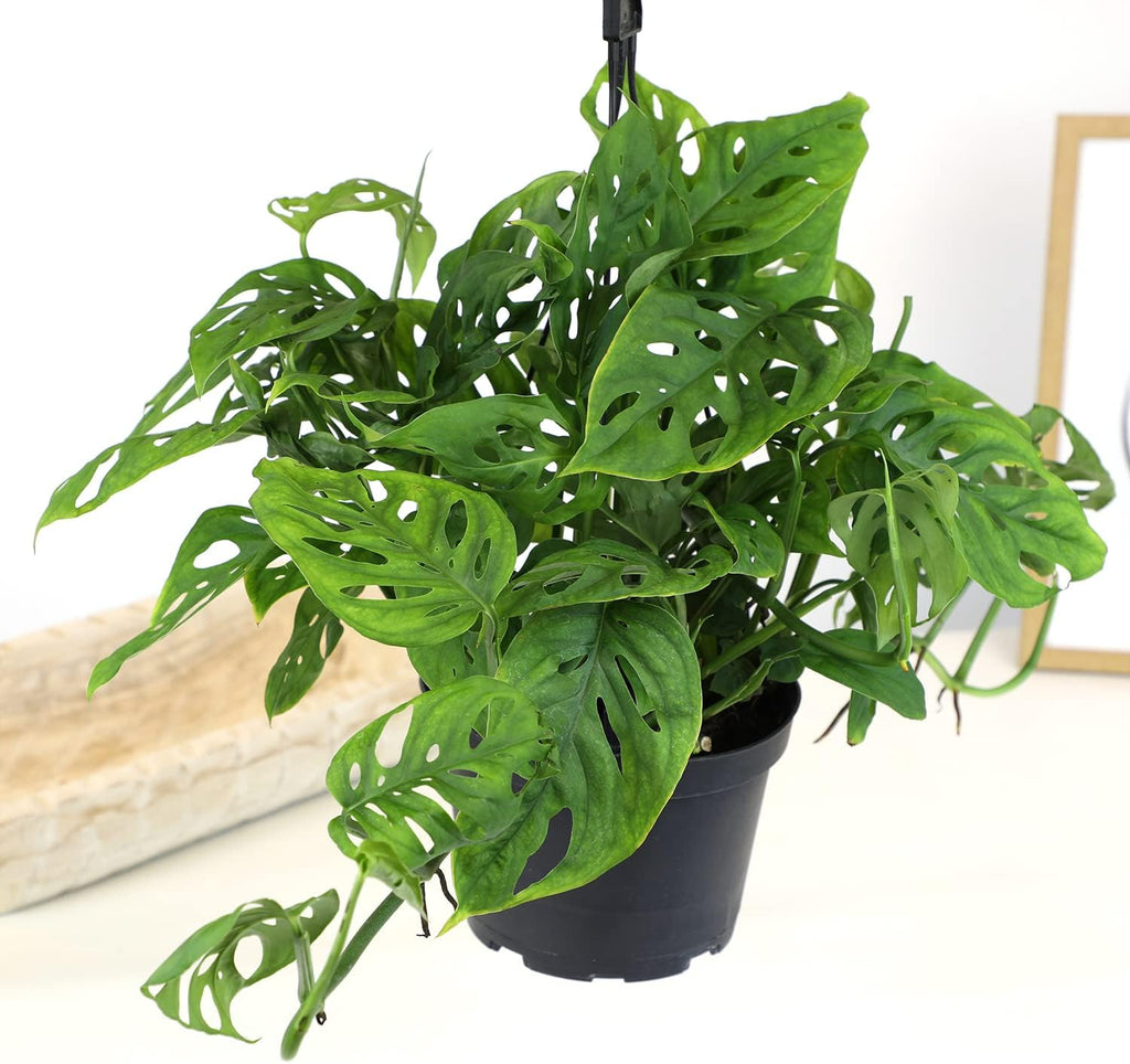 Swiss Cheese Monstera Adansonii Live Plant Hanging Basket R5904