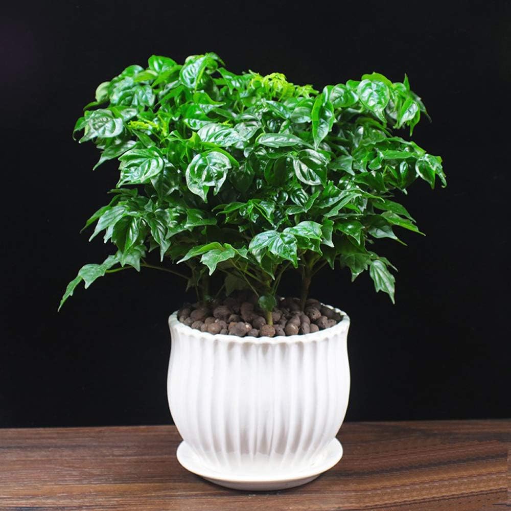Ceramic Flower Plant Pots with Saucer, Set of 3 in Different Sizes Q396
