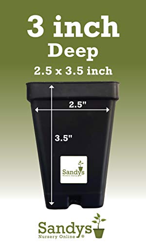 Green Giant Arborvitae Shrub Z857