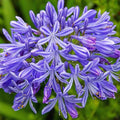 3 Bareroot Blue Agapanthus V210098