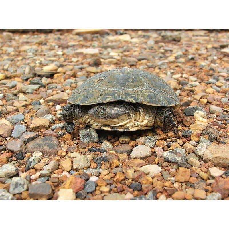 Aquatic Turtle Kit G74788
