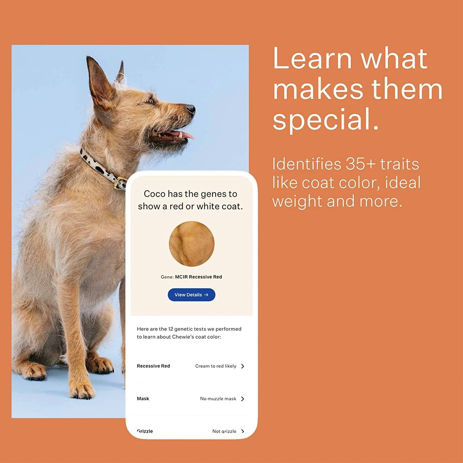 Dog Breed Identification DNA Test Kit N562