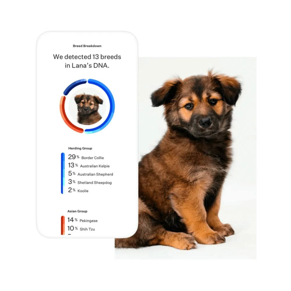 Dog Breed Identification DNA Test Kit N562