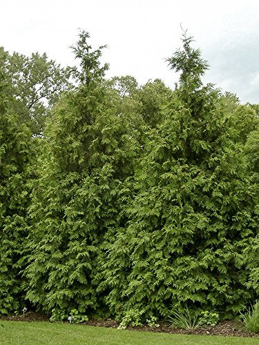 Green Giant Arborvitae Shrub Z857