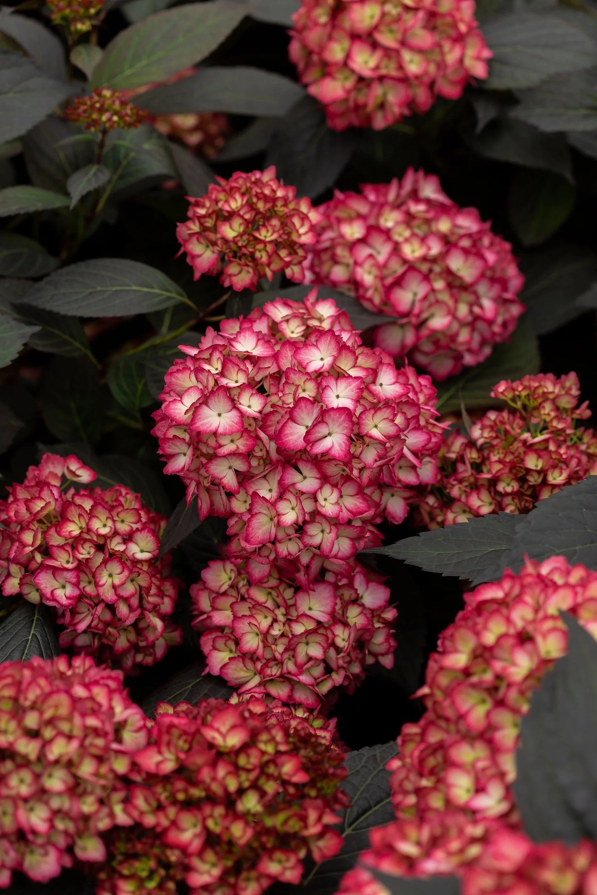 Bigleaf Hydrangea M3894
