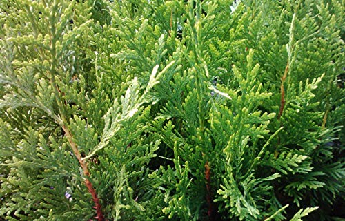 Green Giant Arborvitae Shrub Z857