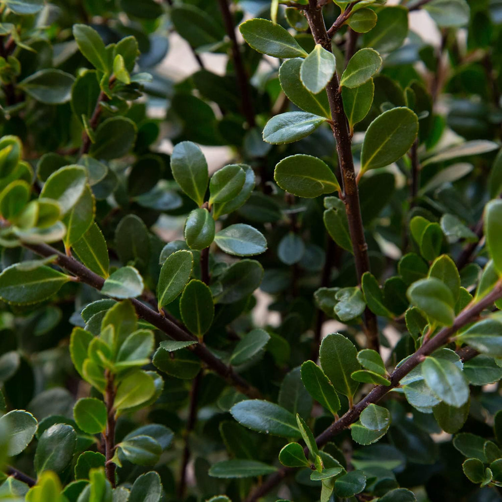 Compacta Japanese Holly Ilex (2.5 Quart) Live Evergreen Landscaping Shrub H217285