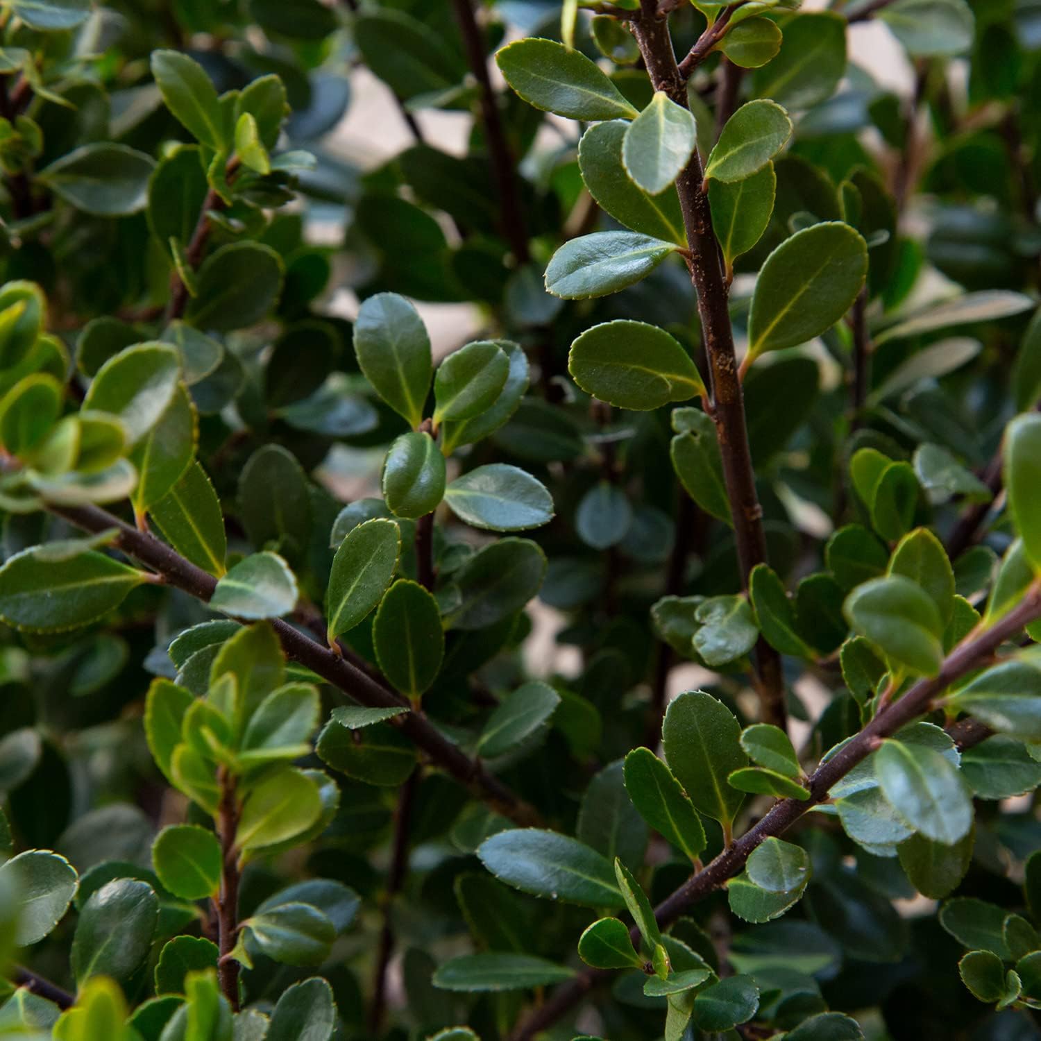 Compacta Japanese Holly Ilex (2.5 Quart) Live Evergreen Landscaping Shrub H217285