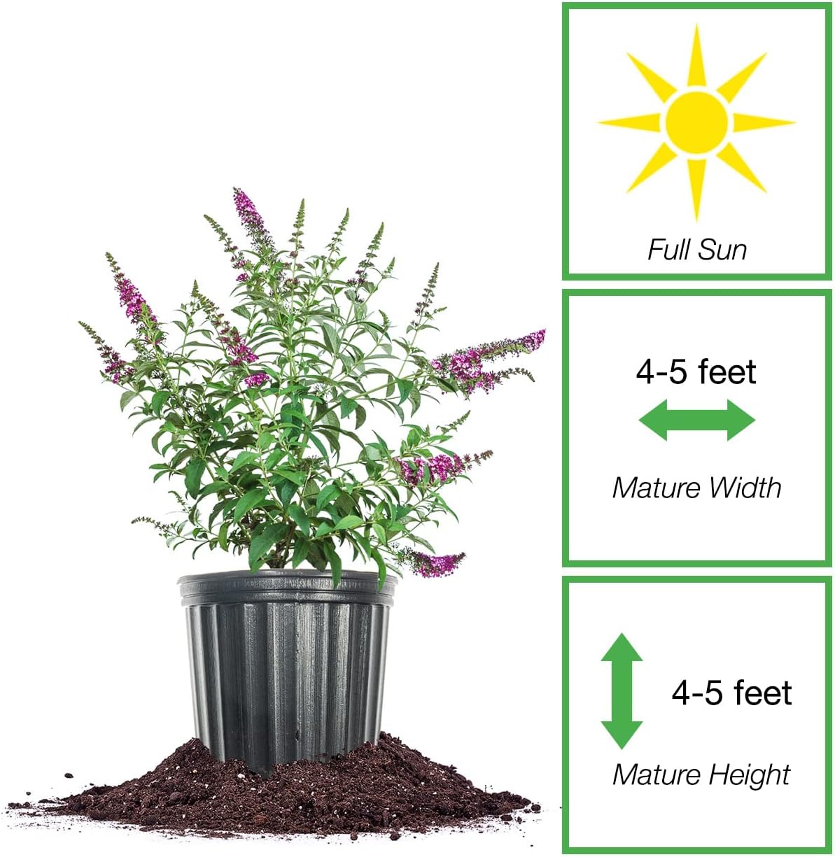 3 Gallon Butterfly Bush B779