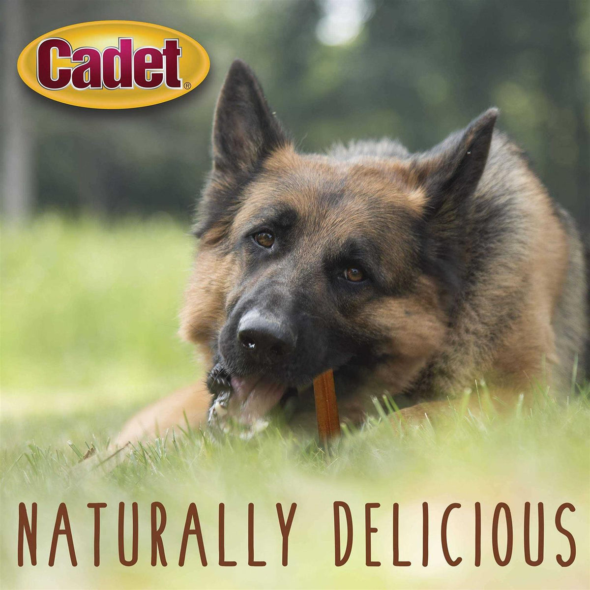 Bully Dog Sticks Treats N87839