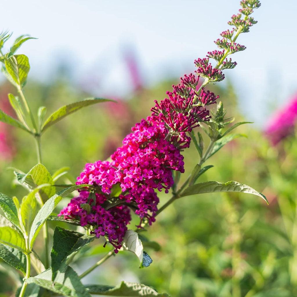 3 Gallon Butterfly Bush B779