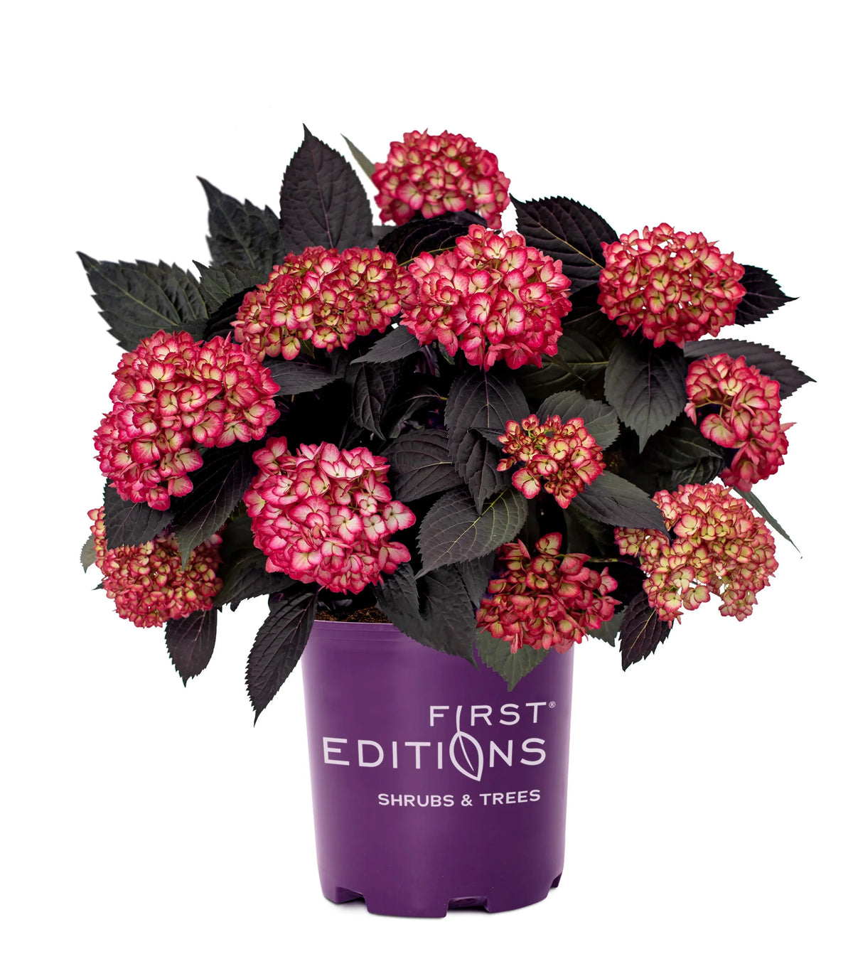 Bigleaf Hydrangea M3894