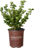 2.5 Quart White Gardenia O680