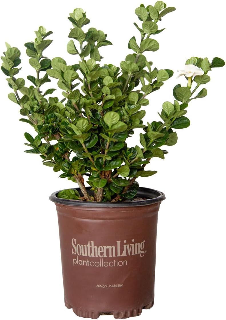 2.5 Quart White Gardenia O680