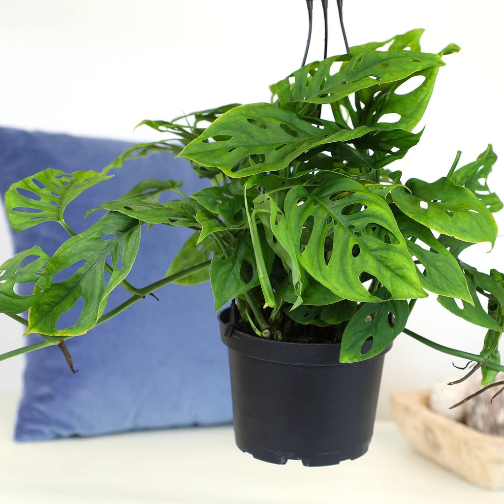 Swiss Cheese Monstera Adansonii Live Plant Hanging Basket R5904