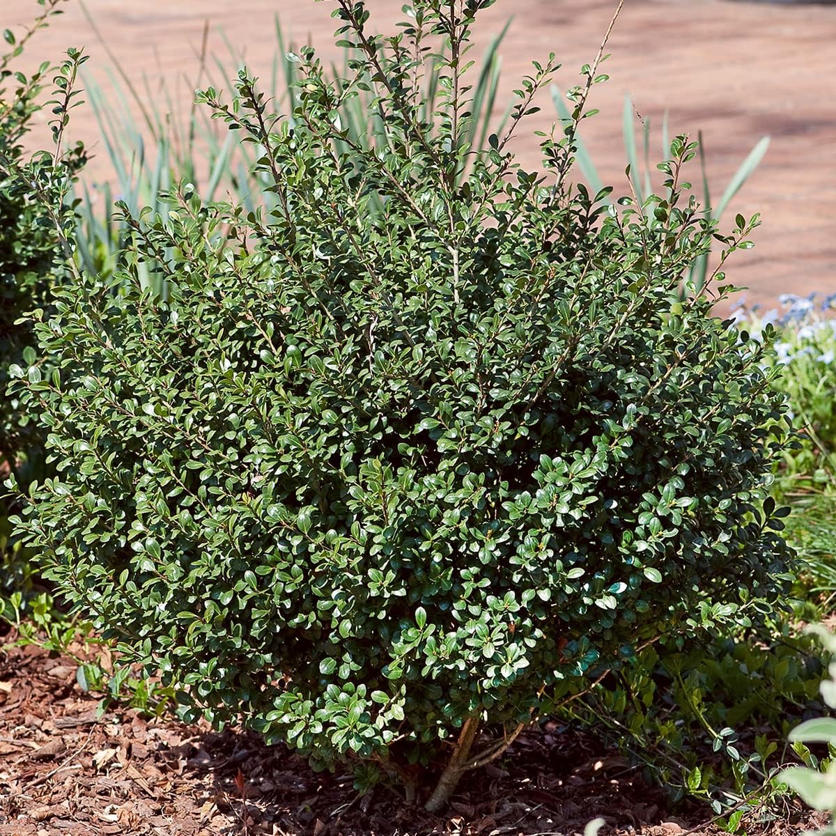 Compacta Japanese Holly Ilex (2.5 Quart) Live Evergreen Landscaping Shrub H217285